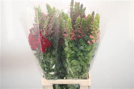<h4>Antirrhinum It. Mixed In The Bucket</h4>