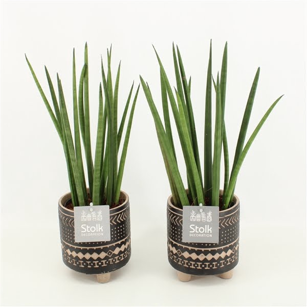 <h4>Sansevieria Cylindrica in Maya keramiek</h4>