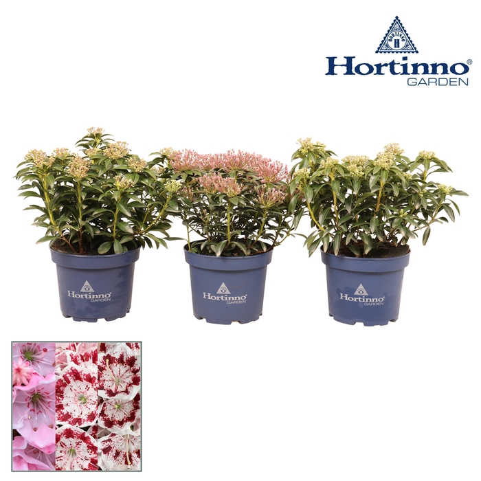 <h4>Hortinno® Garden Kalmia XL</h4>