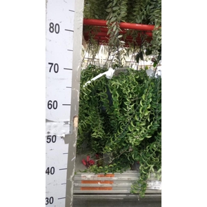 Aeschynanthus  'Twister'