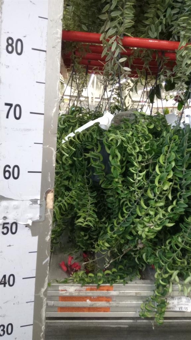 <h4>Aeschynanthus  'Twister'</h4>