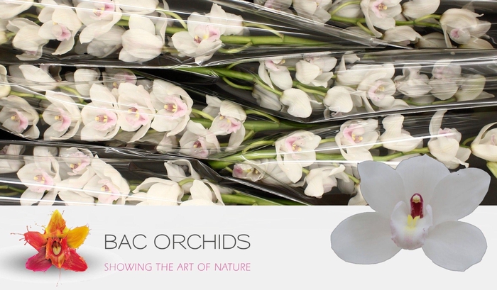 <h4>CYMB T DOS PUEBLOS</h4>