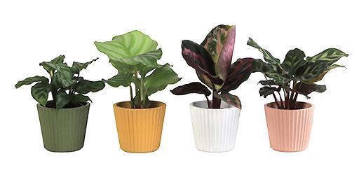 <h4>CALATHEA HYBRIDA p6 L 65911</h4>