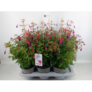 Fuchsia  'Bella Fuchsia Nora'