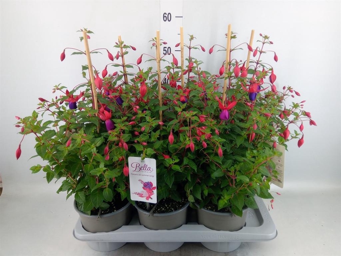 <h4>Fuchsia  'Bella Fuchsia Nora'</h4>