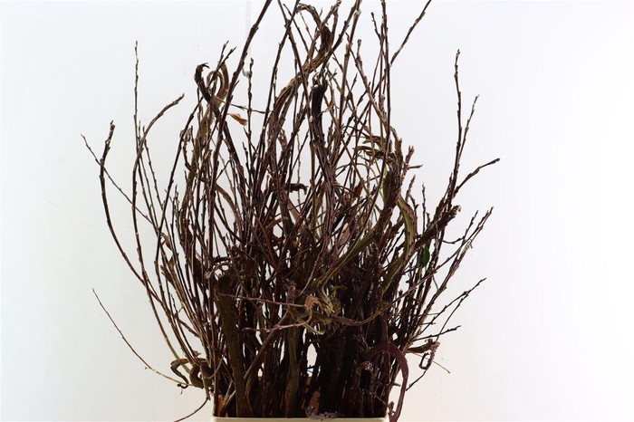 <h4>Salix Sekka Bandwilg P Stem</h4>