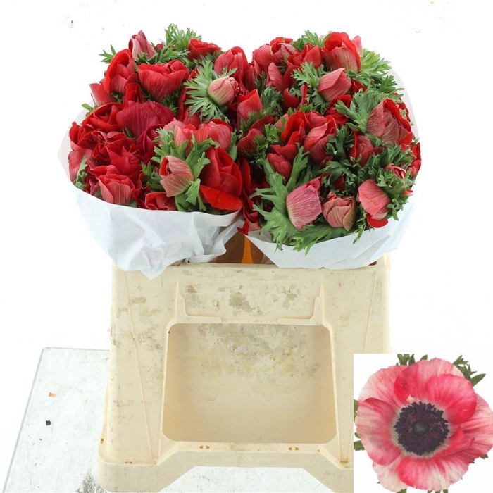 <h4>ANEM CO MIS + RED</h4>