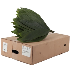 Cocos Medium