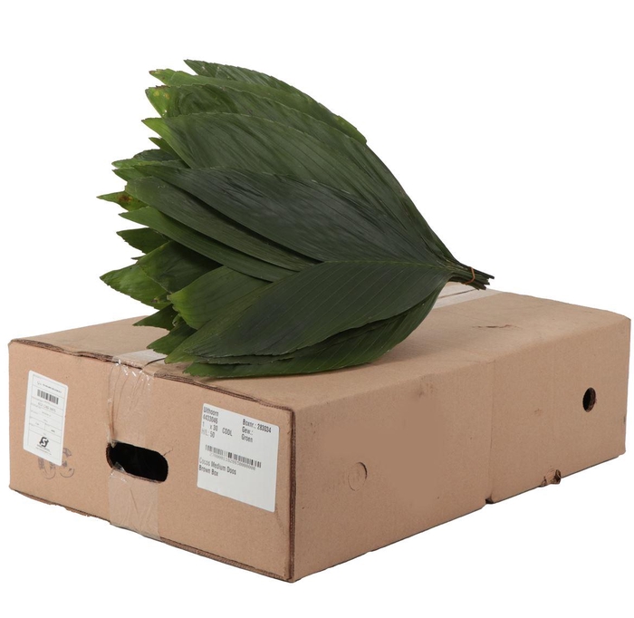 <h4>Cocos Medium</h4>