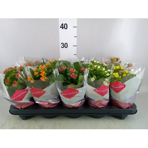 Kalanchoe blos.   ..mix 6