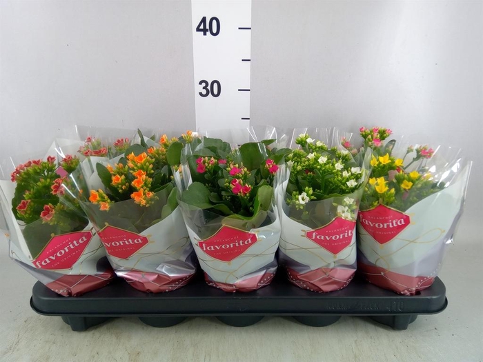 <h4>Kalanchoe blos.   ..mix 6</h4>