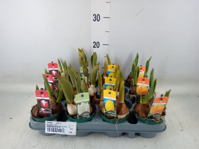 <h4>Tulipa   ...mix 4</h4>