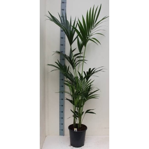 HOWEA FORSTERIANA