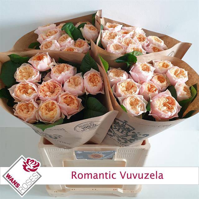 <h4>Rosa Garden Vuvuzela Romantic</h4>
