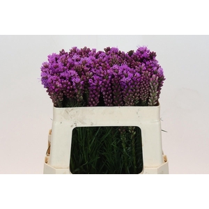 LIATRIS SPICATA