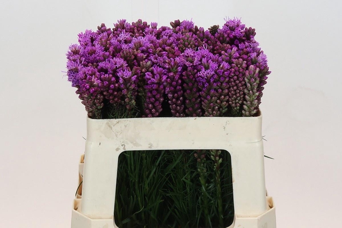 <h4>LIATRIS SPICATA</h4>