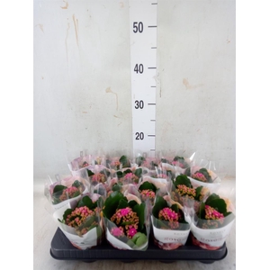 Kalanchoe blos. 'RosDon Victorio'