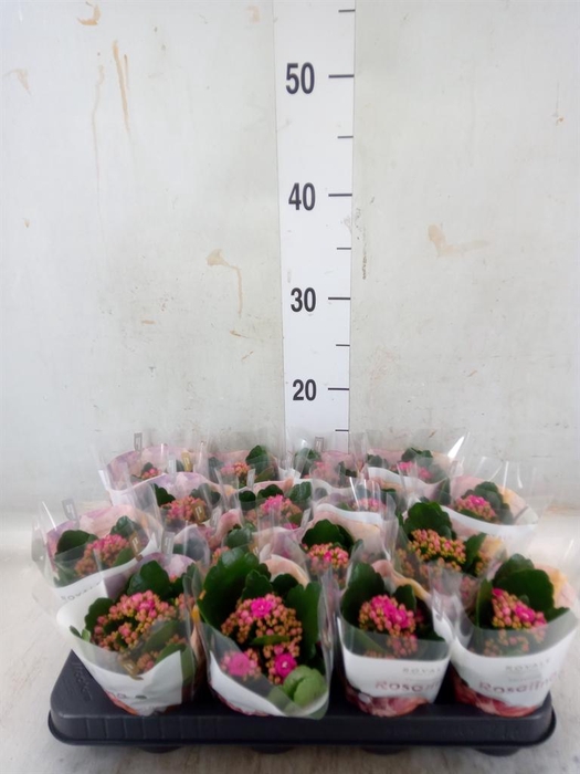 <h4>Kalanchoe blos. 'RosDon Victorio'</h4>