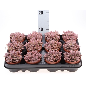 Echeveria   ...