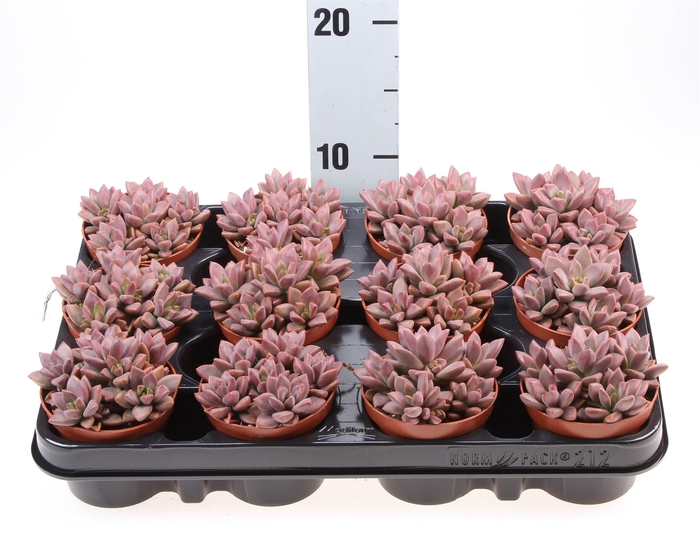 <h4>Echeveria   ...</h4>