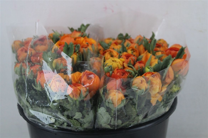 <h4>Ran Elegance Orange</h4>