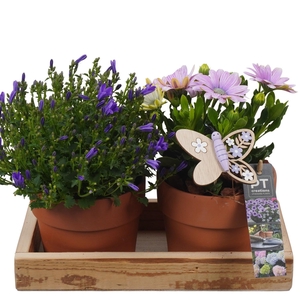 PTPP6920 Arrangement Patio in terracotta pot met hout