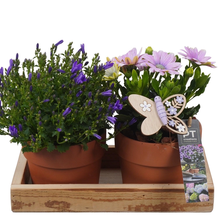 <h4>PTPP6920 Arrangement Patio in terracotta pot met hout</h4>