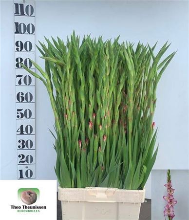 <h4>Glad Priscilla 100cm</h4>