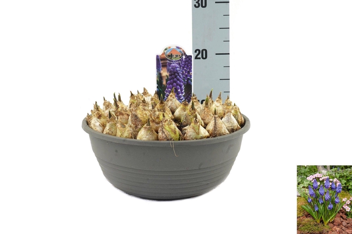 <h4>Muscari Lindsay</h4>