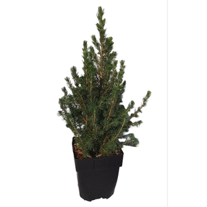 Picea glauca 'Conica' P17