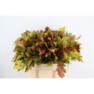 QUERC RUBRA AUTUMN