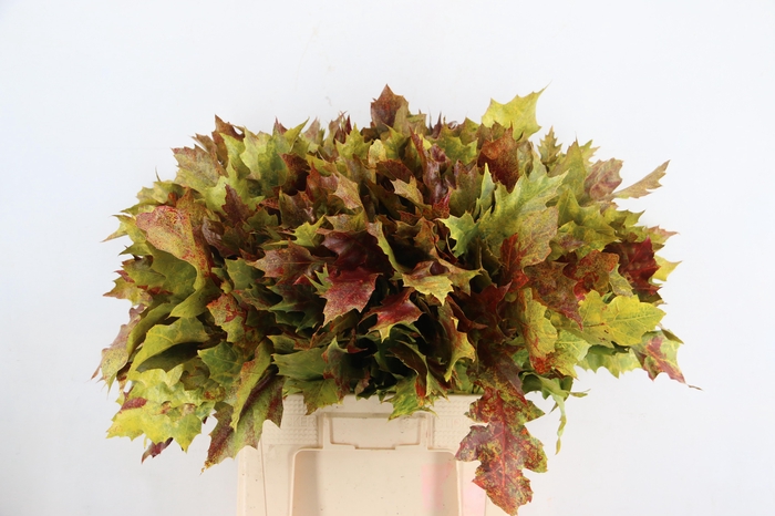 <h4>QUERC RUBRA AUTUMN</h4>