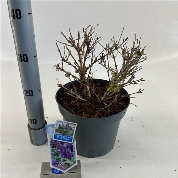 <h4>Buddleja d. Butt. Candy® Little Purple ('BotEx 001'PBR)</h4>