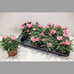 Dian Osc Pink