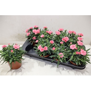 Dian Osc Pink