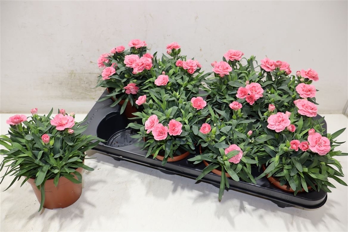 <h4>Dian Osc Pink</h4>