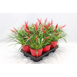 Vriesea Multiflower Astrid Rood Coco