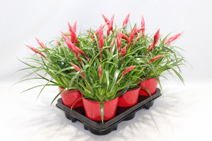 <h4>Vriesea Multiflower Astrid Rood Coco</h4>