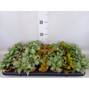 Fittonia   ...mix 7