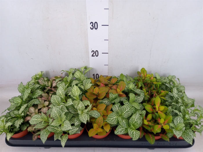 <h4>Fittonia   ...mix 7</h4>