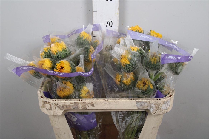 <h4>Heli Vincent's Fresh</h4>