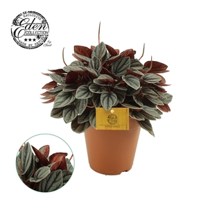 Peperomia Sunrise 15cm