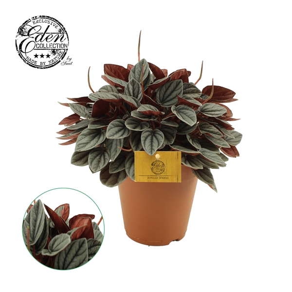 <h4>Peperomia Sunrise 15cm</h4>