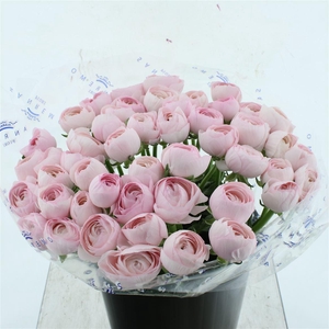 Ran Su Sr Hanoi Pink Super