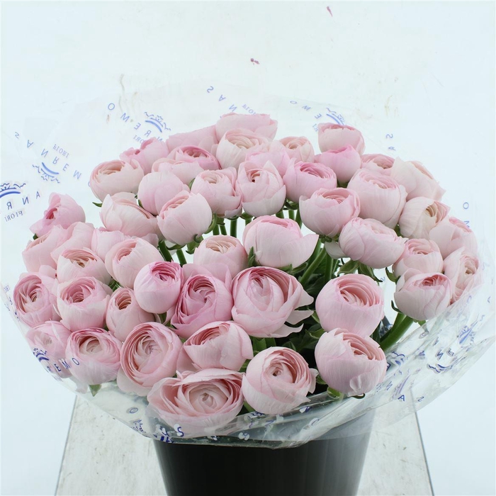 <h4>Ran Su Sr Hanoi Pink Super</h4>