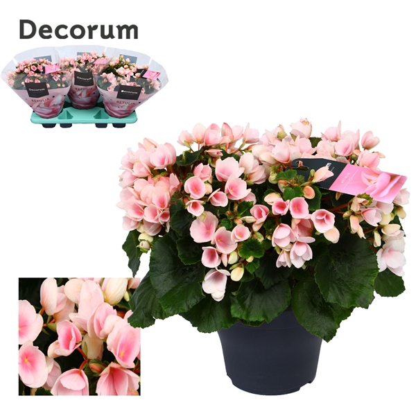 <h4>Begonia betulia''light'' licht rose Decorum</h4>