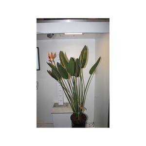 Strelitzia Regin Bl 2pp 1-3 Bloemen