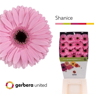 Ge Gr Shanice Diamond United
