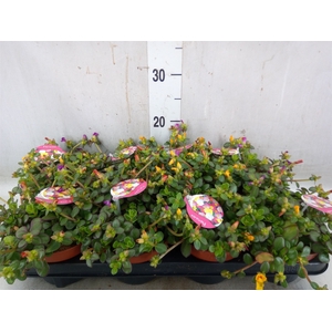 Portulaca   ...mix in pot