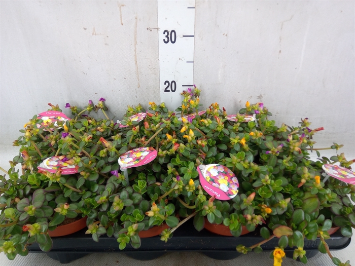 <h4>Portulaca   ...mix in pot</h4>